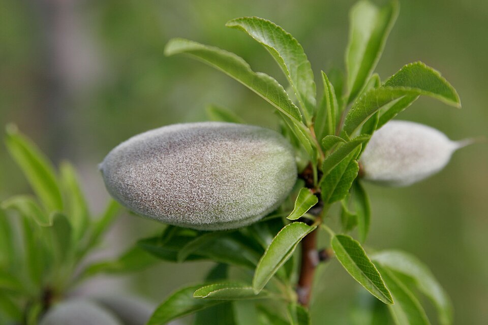 All-In-One Hardy Almond