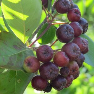Viking Aronia Berry (Chokeberry)