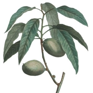 All-In-One Hardy Almond