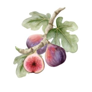 Abou George Fig