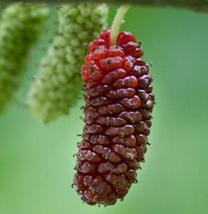 Sweet Beginnings Mulberry